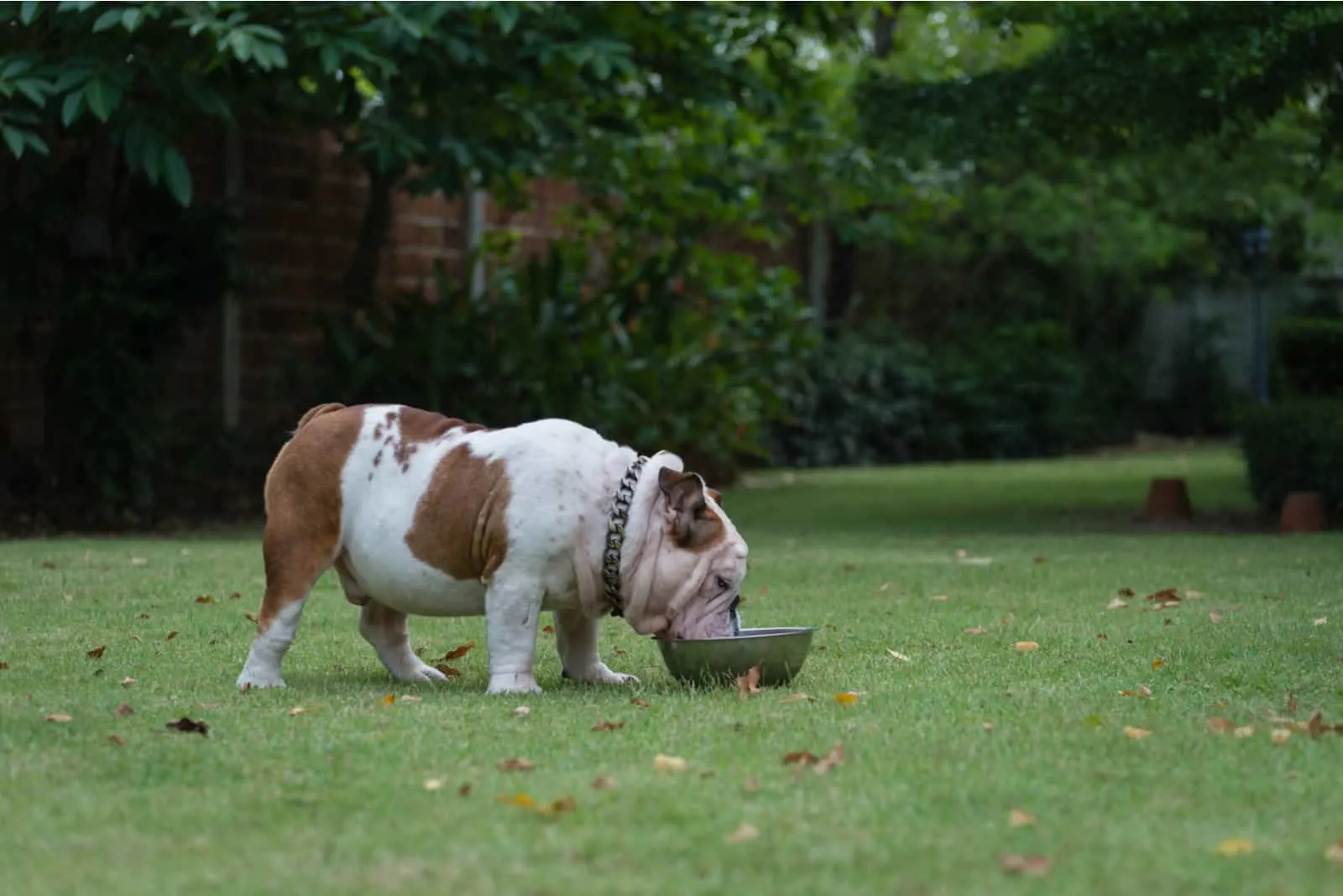 fat english bulldog standing on green grass and drinking water