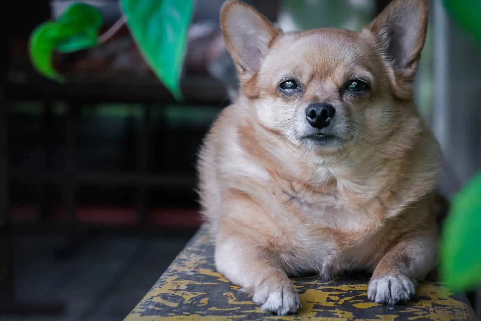 fat short-haired chihuahua dog lying on bench