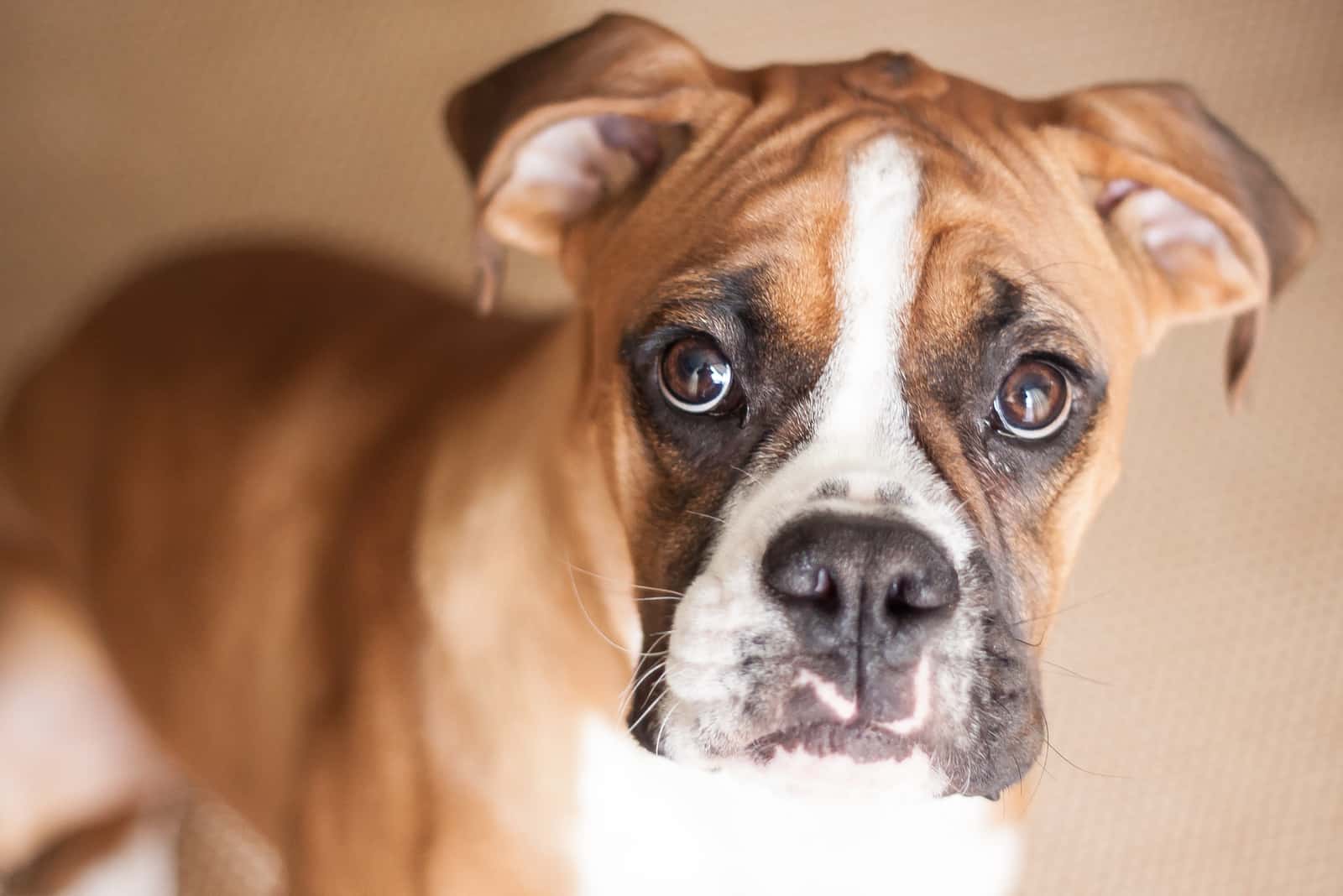 fawn Boxer puppy looking at camera