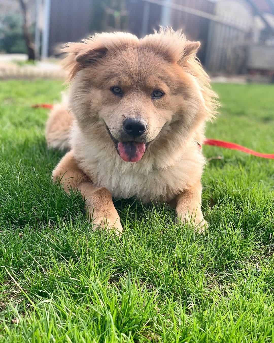 fluffy chow pei