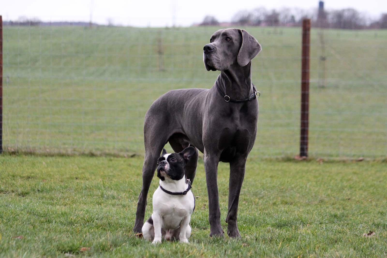 french bulldog and a great dane in the garden