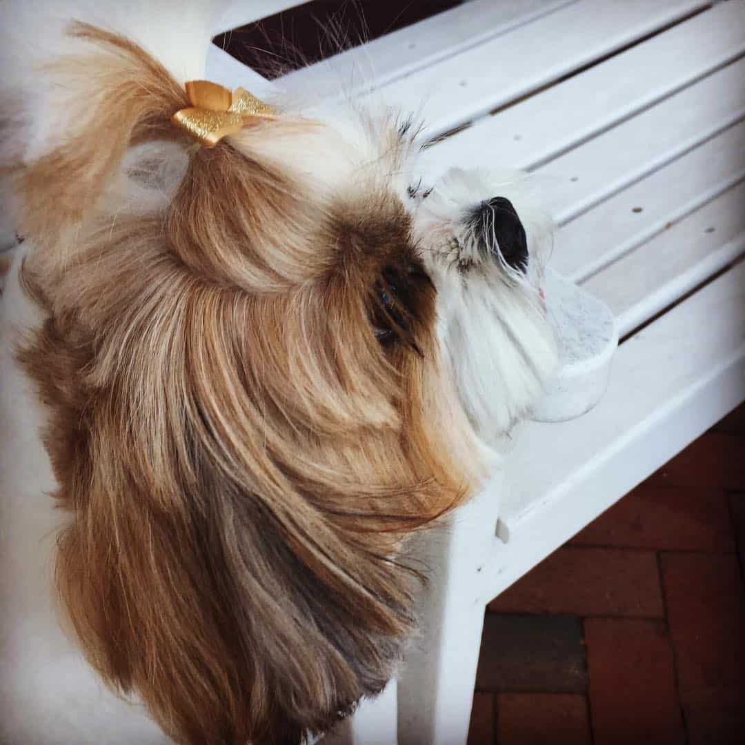 gold brindle and white shih tzu