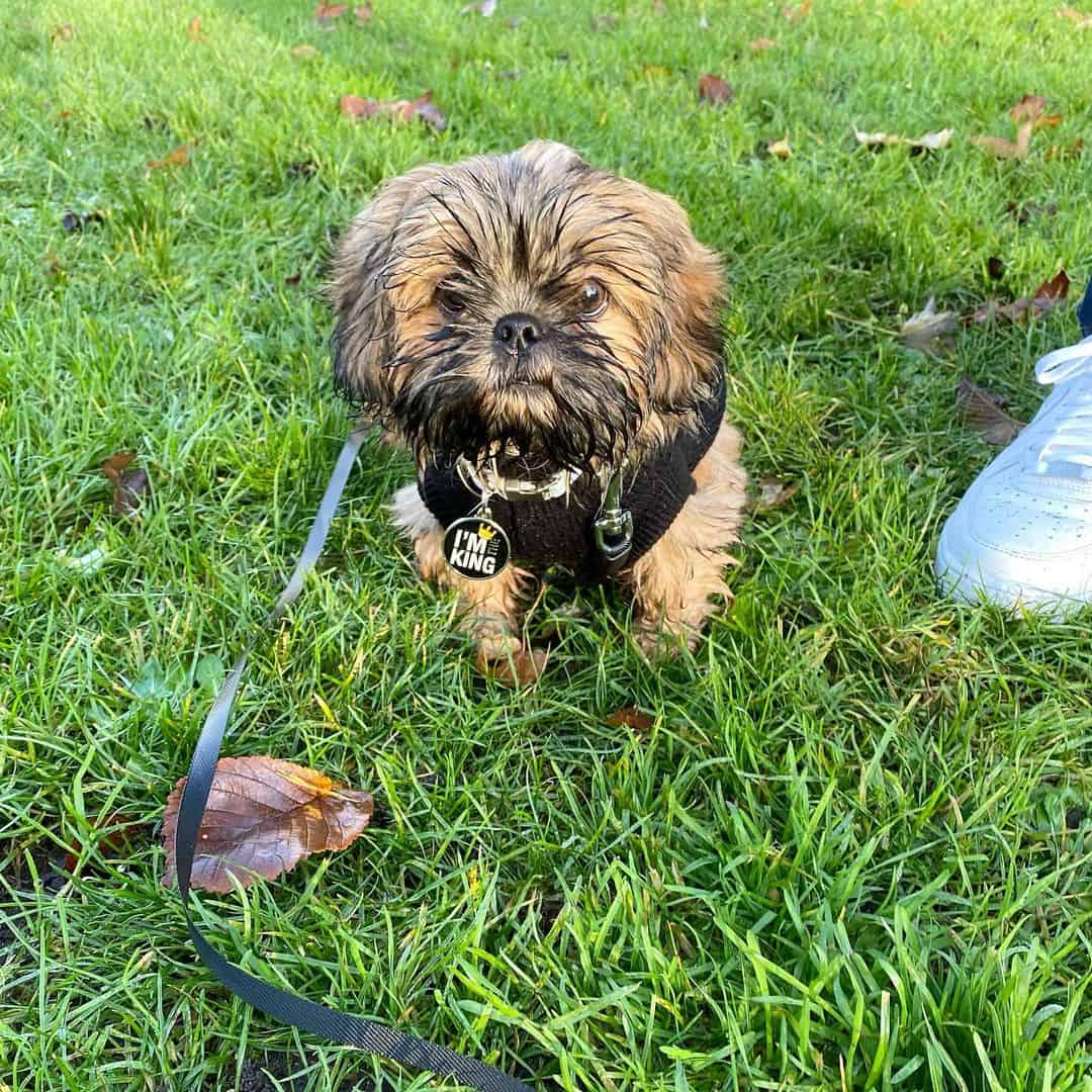 gold brindle shih tzu