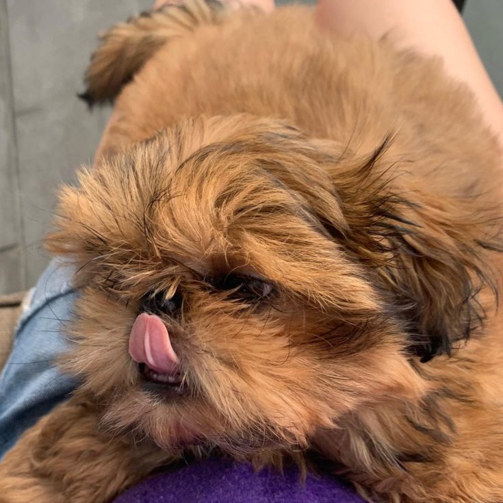 Gold Shih Tzu A Guide To Shih Tzu Colors And Coat Care