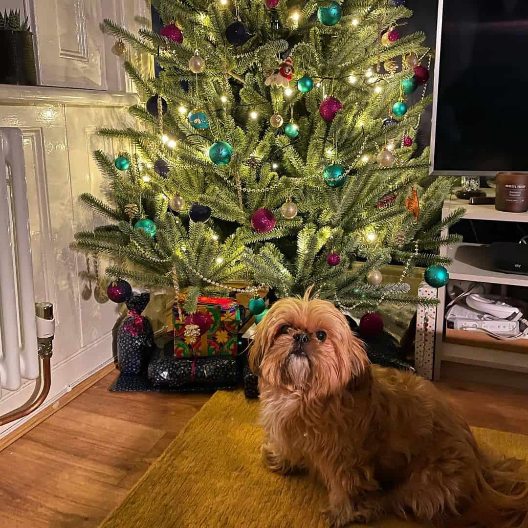 gold shih tzu christmas tree