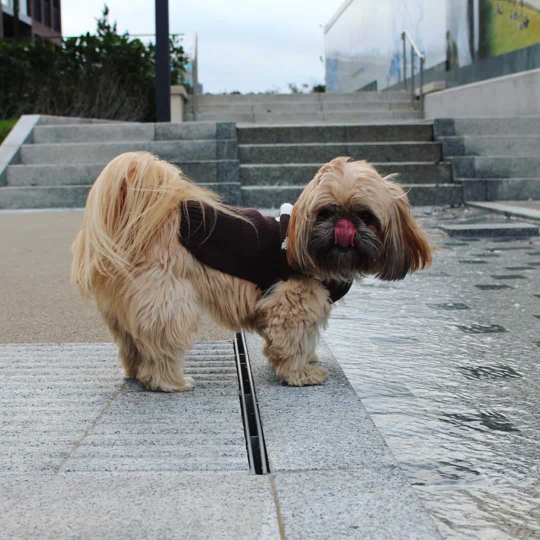 gold shih tzu in a walk