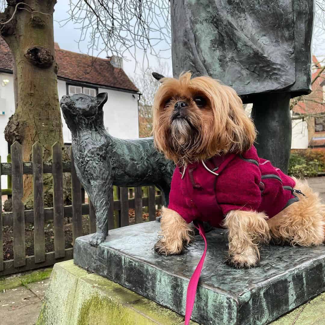 gold shih tzu in park