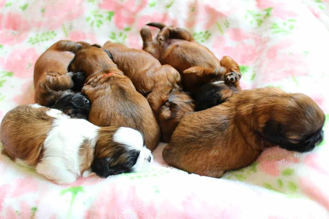 gold shih tzu puppies