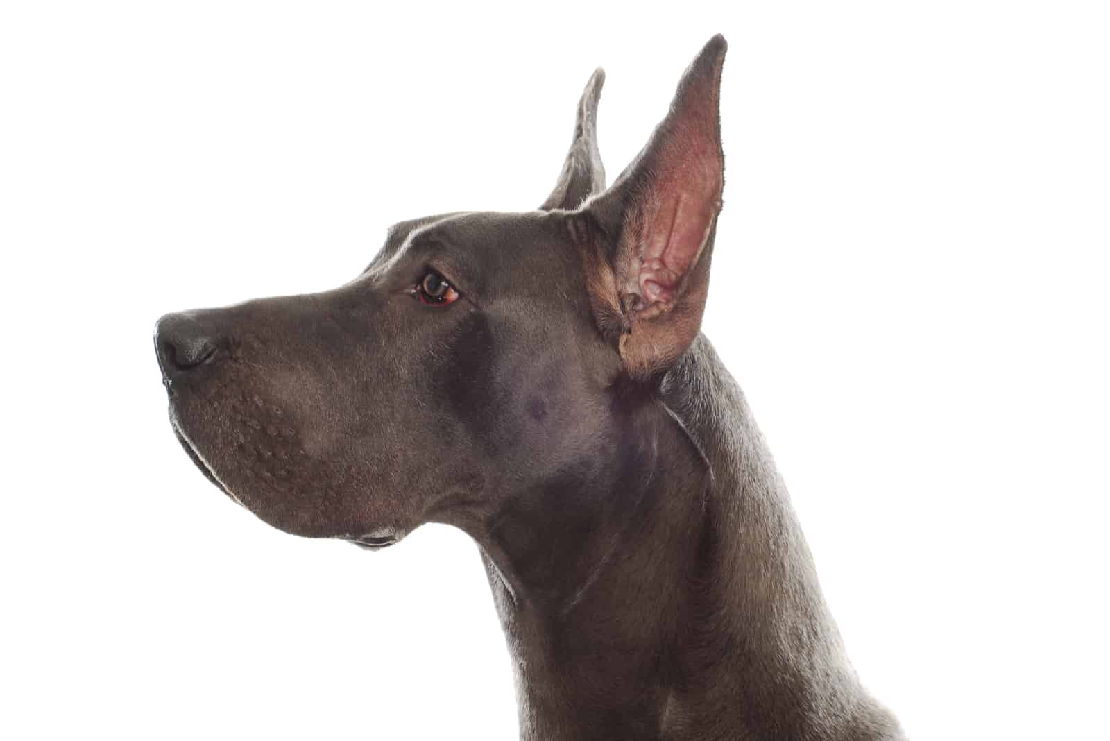 great dane head profile with ears cropped