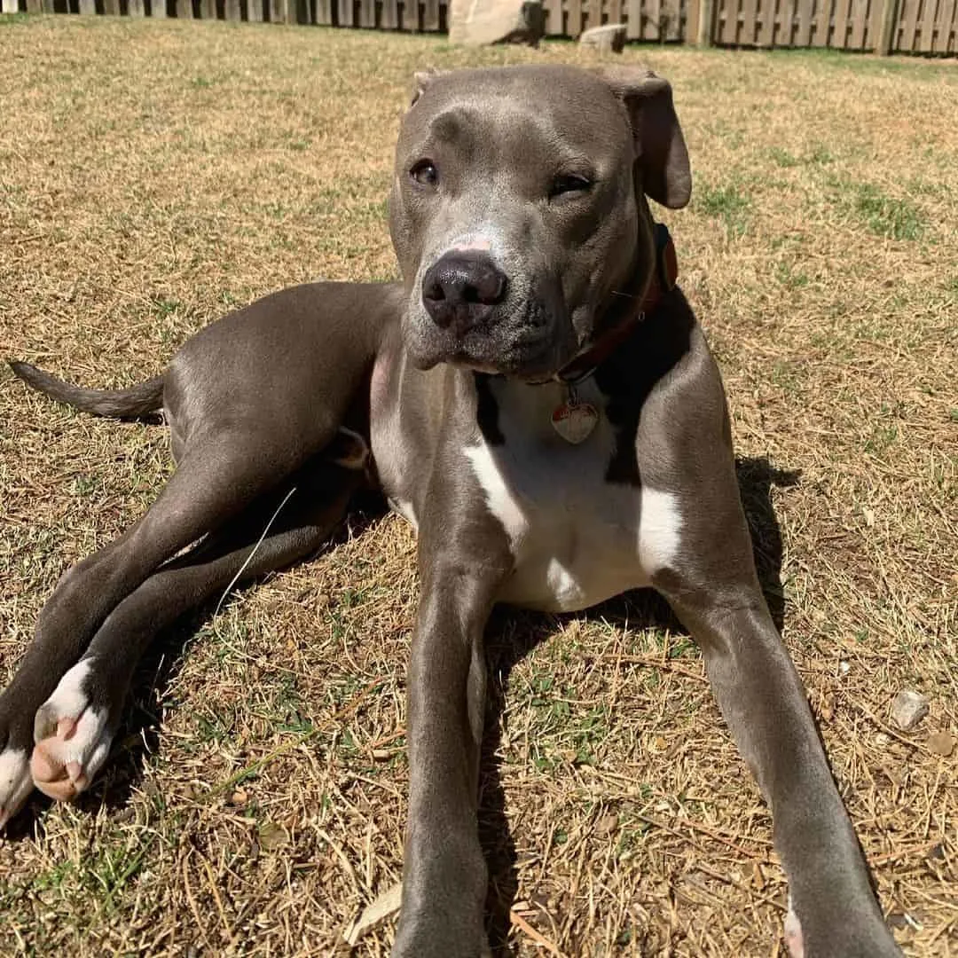 grey colby pitbull