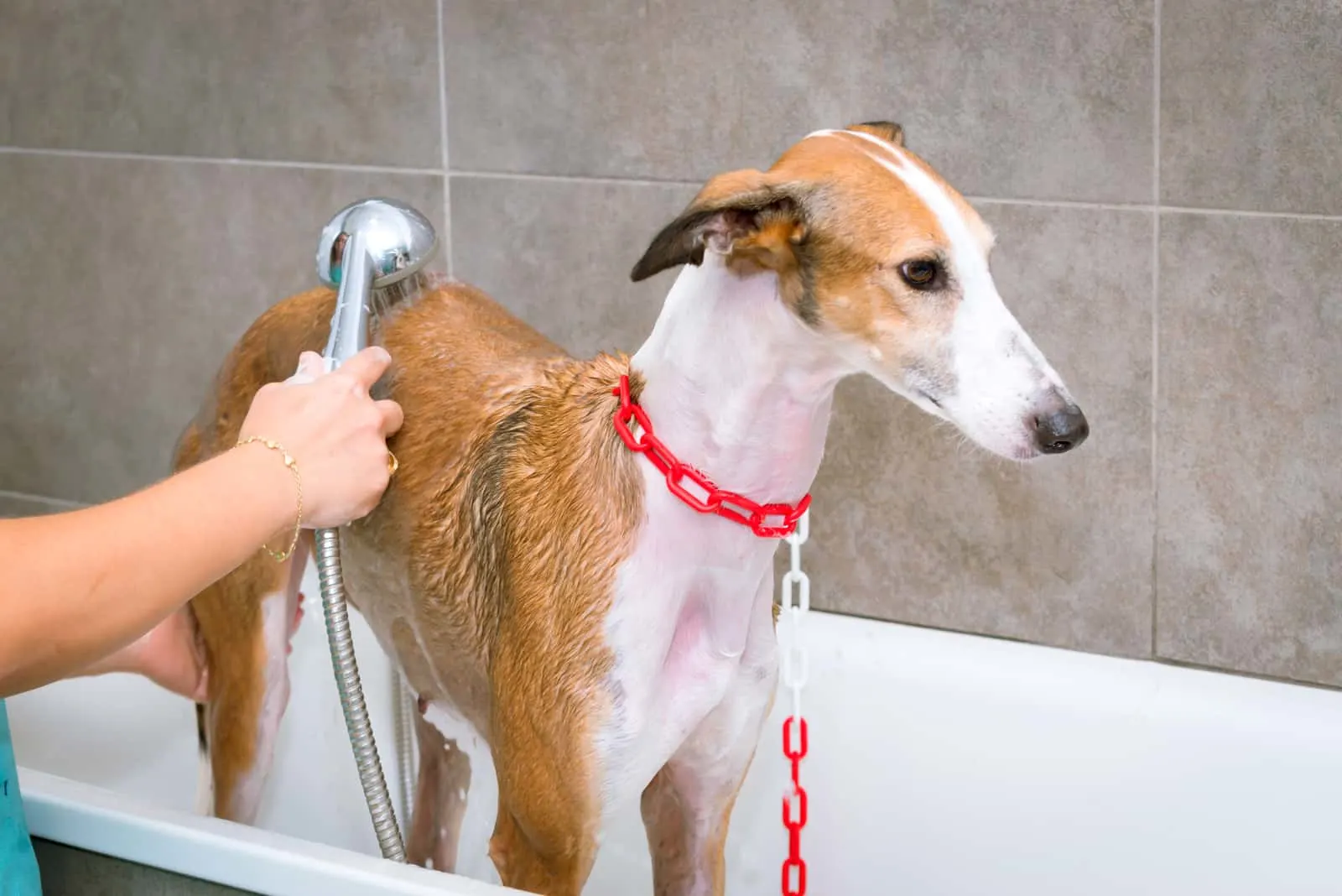 greyhound being given a bath 