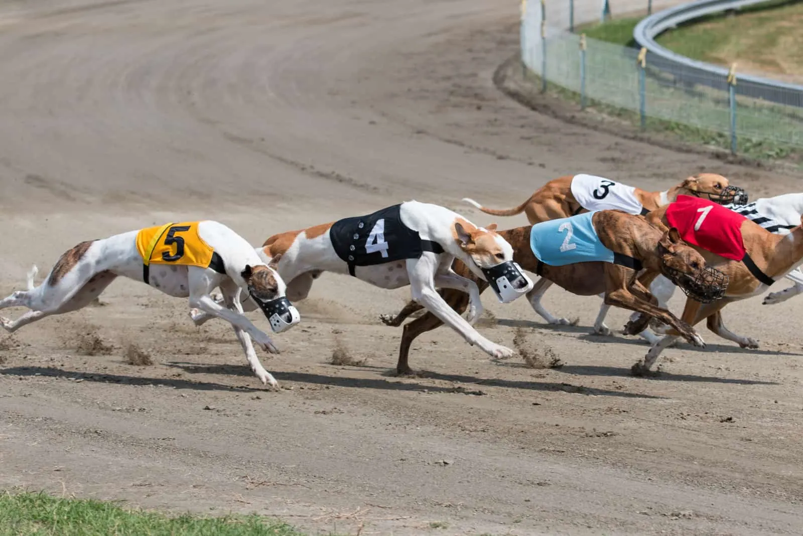 greyhound dogs racing