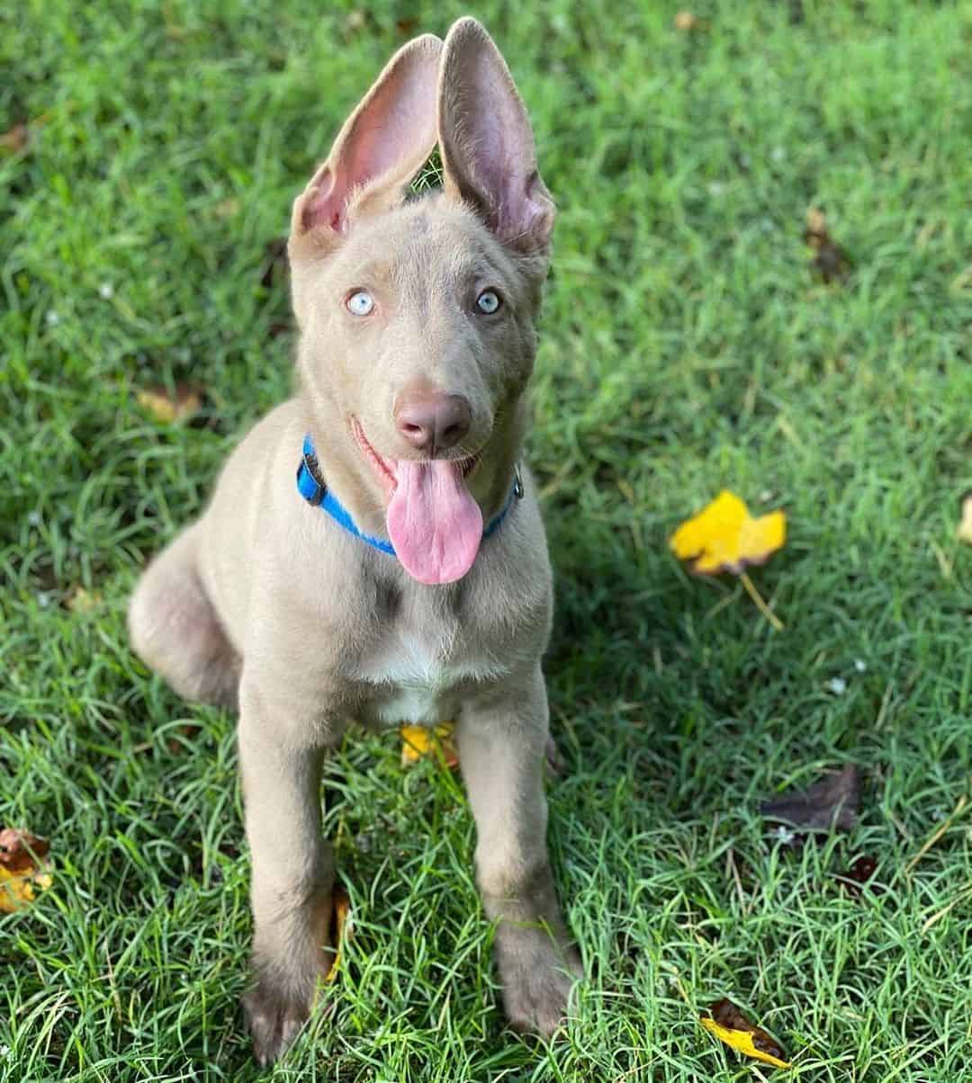 isabella german shepherd on the grass