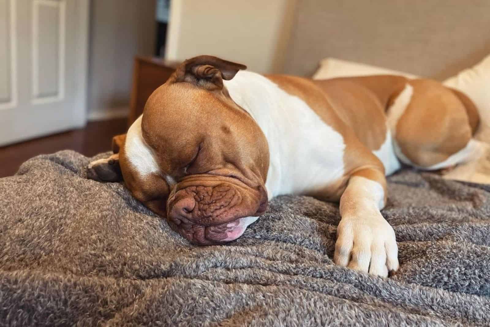 johnson american bulldog afternoon nap