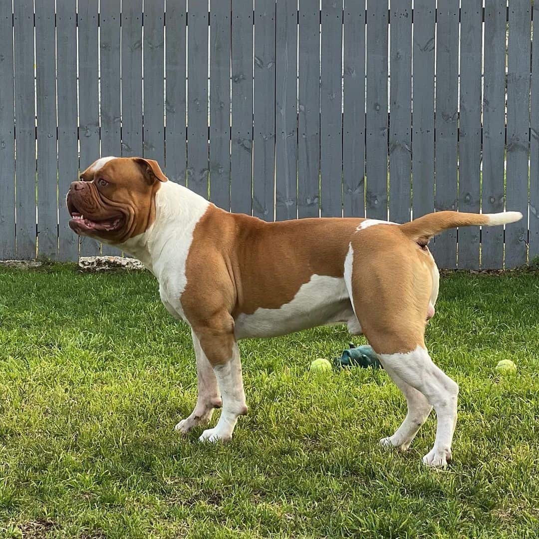 johnson american bulldog on grass