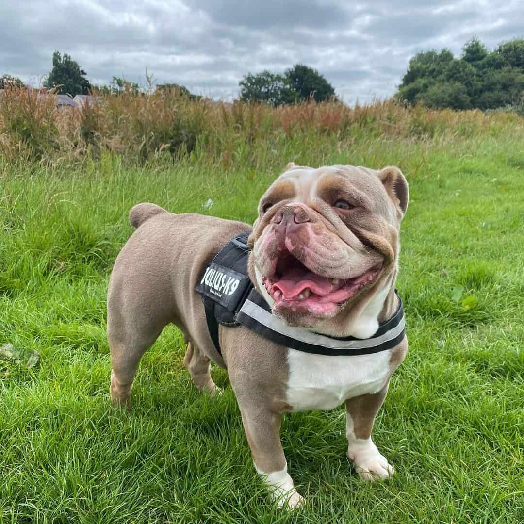 lilac tri english bulldog