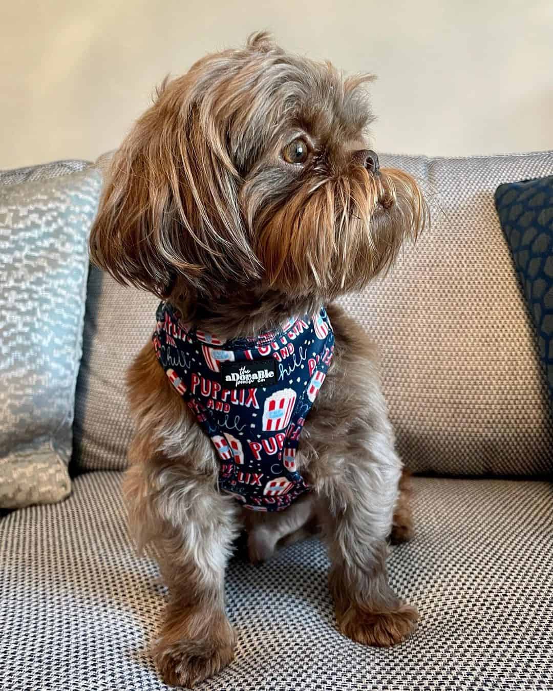 liver shih tzu on sofa