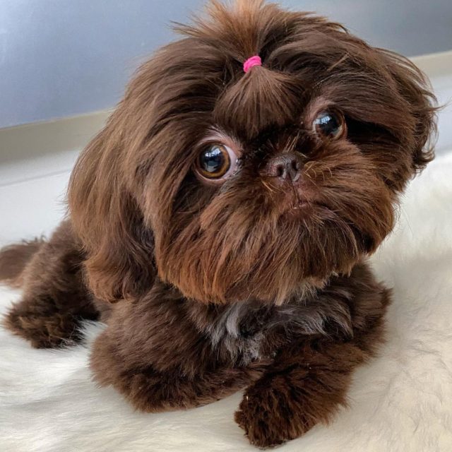 Liver Shih Tzu The Story Behind This Rare Beauty