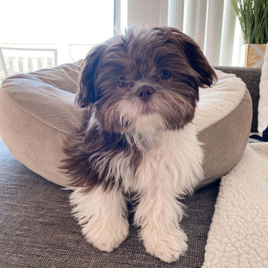 liver shih tzu with brown nose