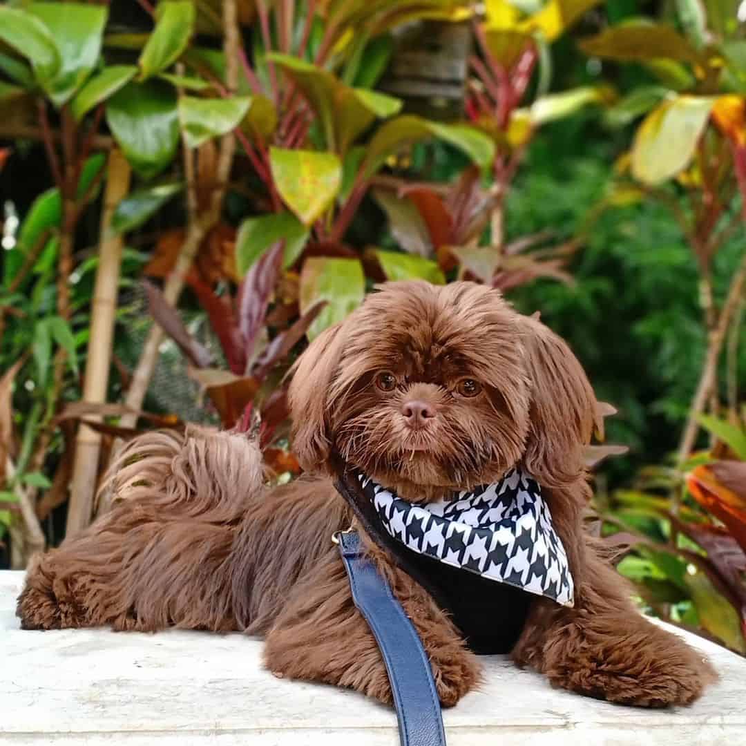 liver shih tzu