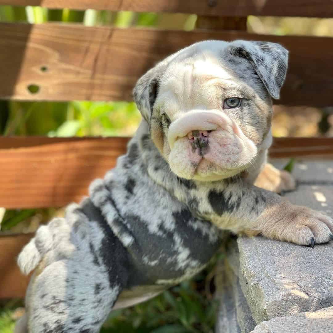 merle english bulldog puppy