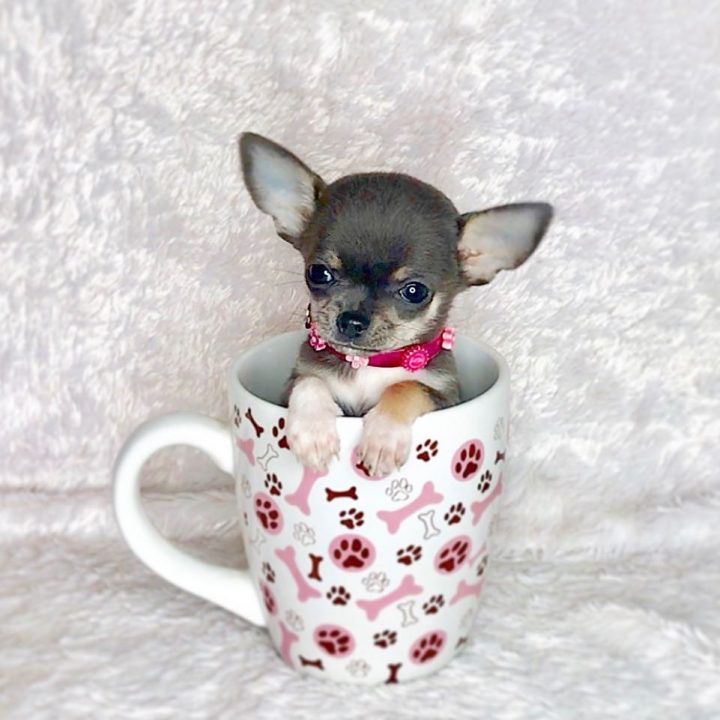 Teacup Chihuahua The Tiniest Dog With A Huge Backstory