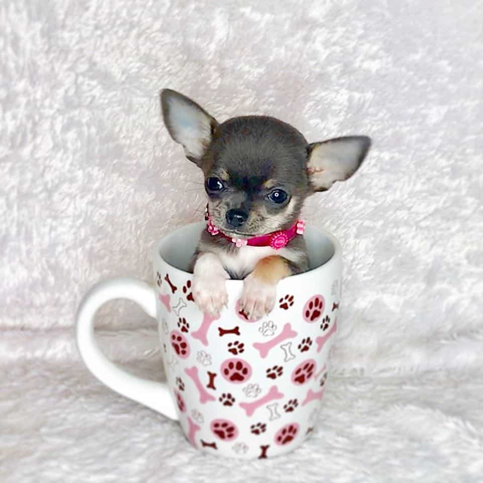 micro chihuahua in a cup
