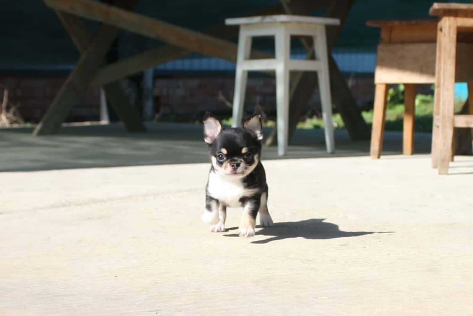 micro chihuahua