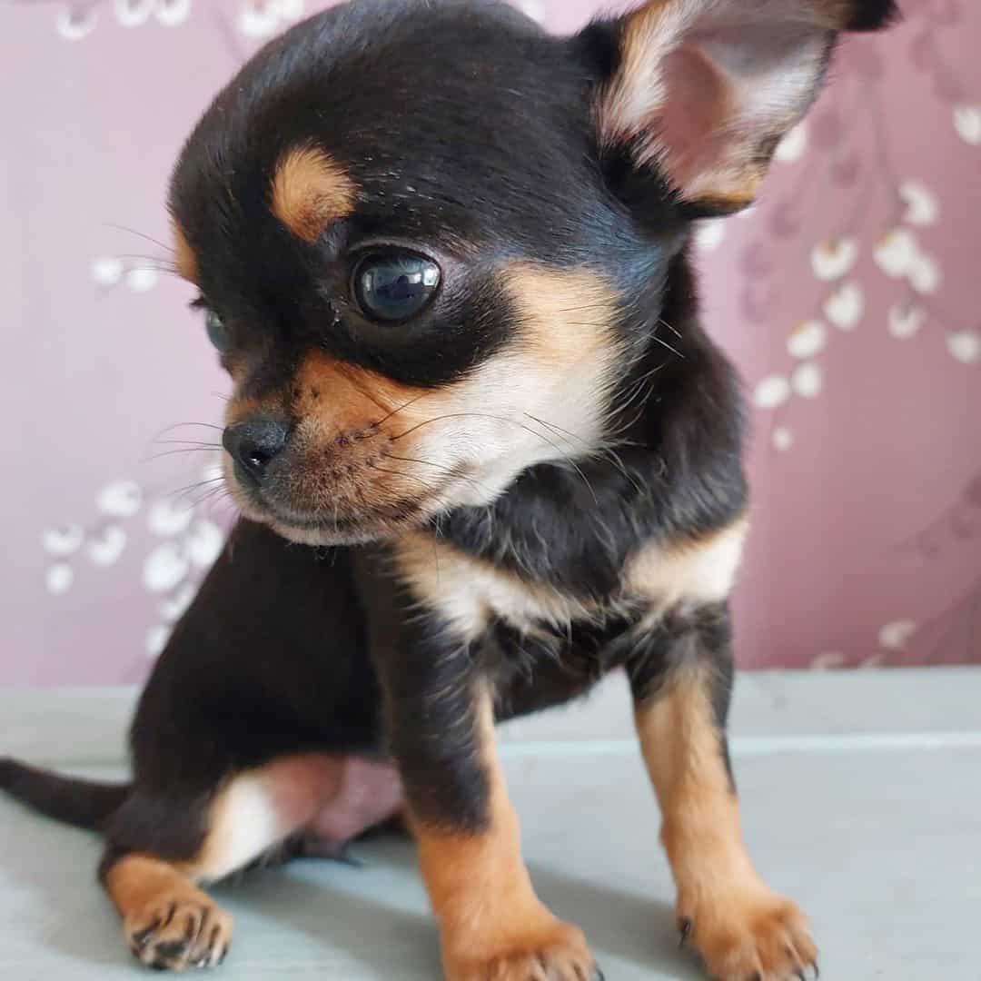 micro sable chihuahua