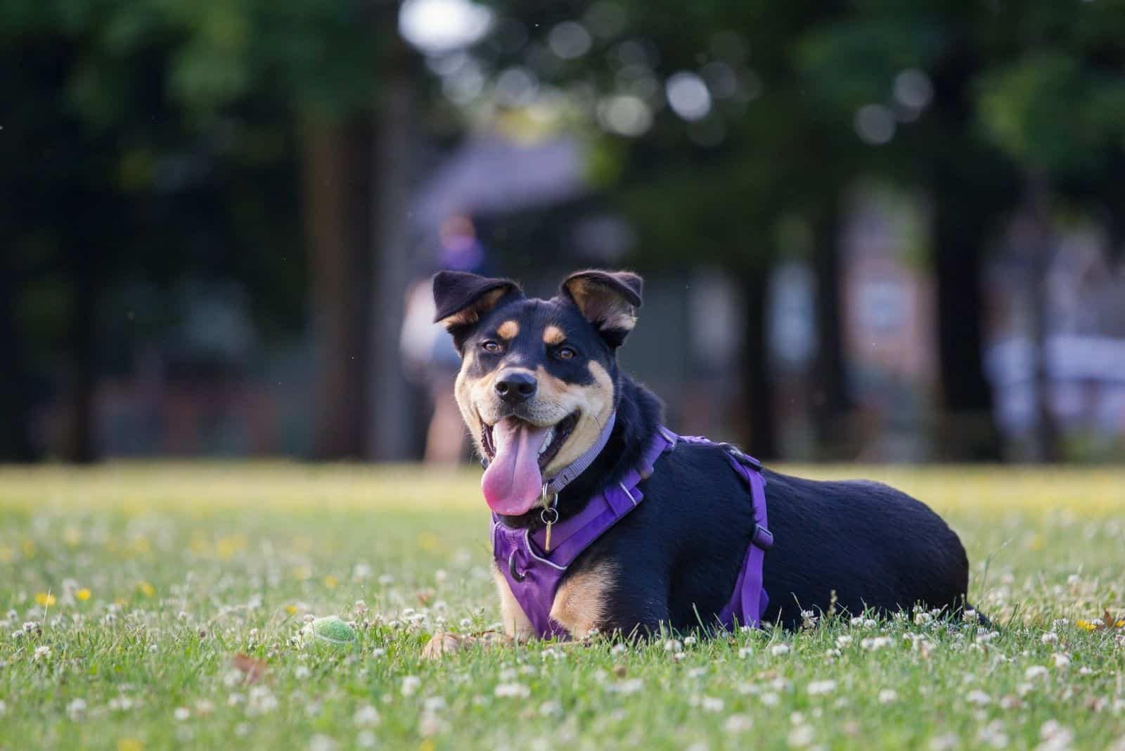 mix rottweiler corgi dog lying down in the lawn