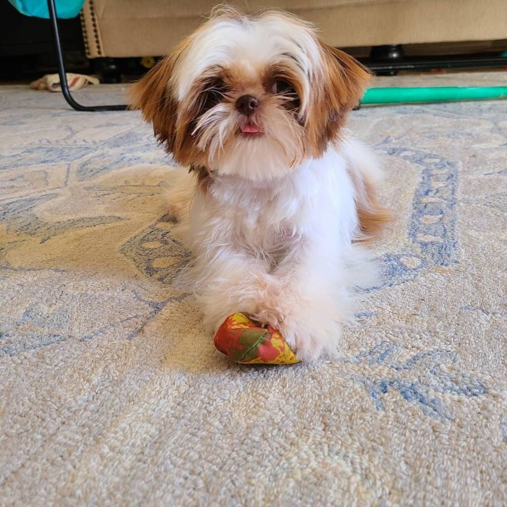 Gold Shih Tzu A Guide To Shih Tzu Colors And Coat Care