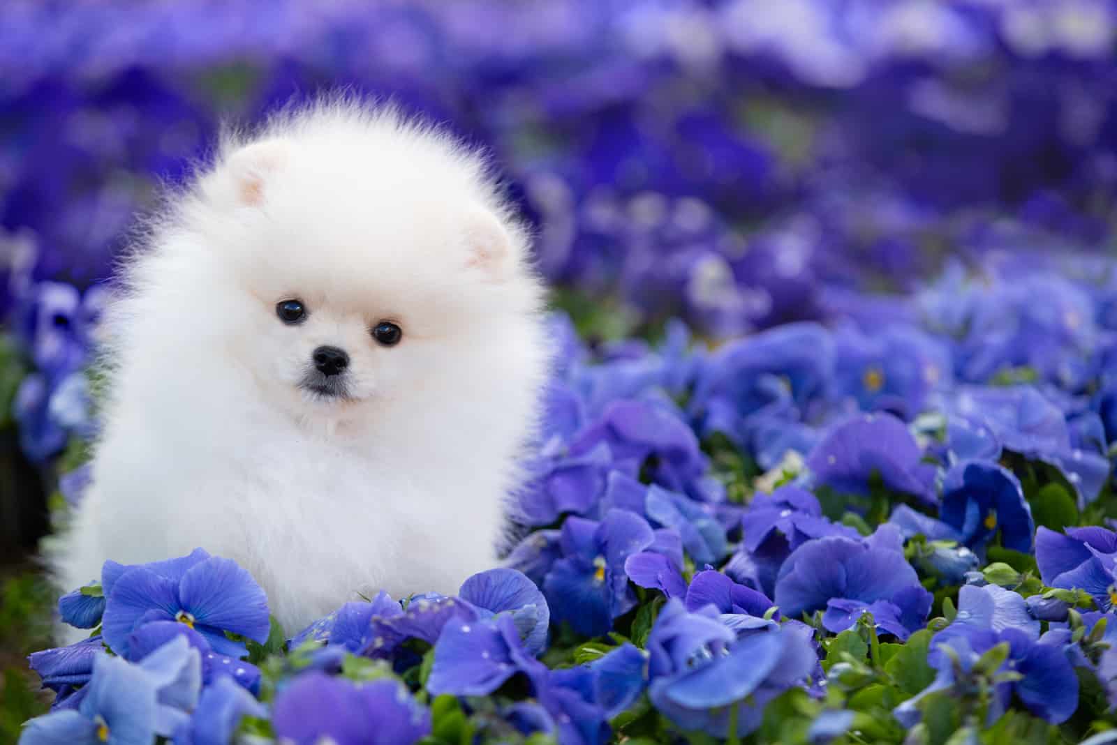 pomeranian spitz white puppy