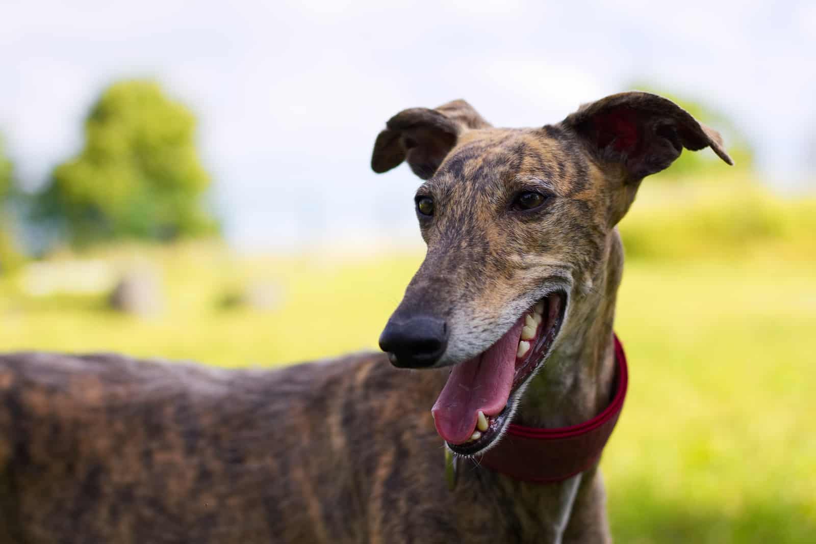 portrait of greyhound outdoor