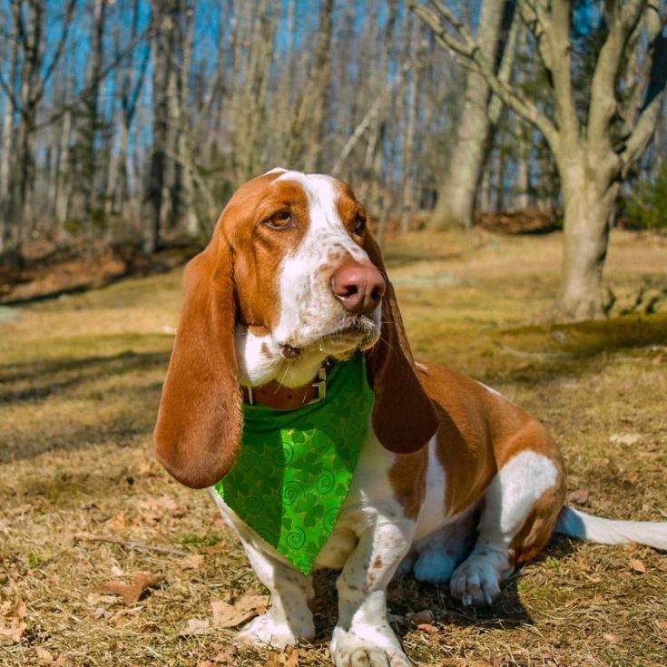Basset Hound Colors 10+Color Combinations & Markings