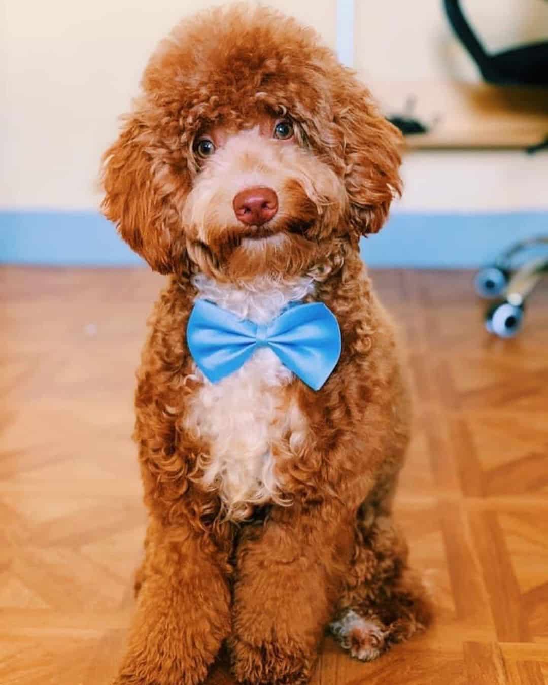 red and white poodle