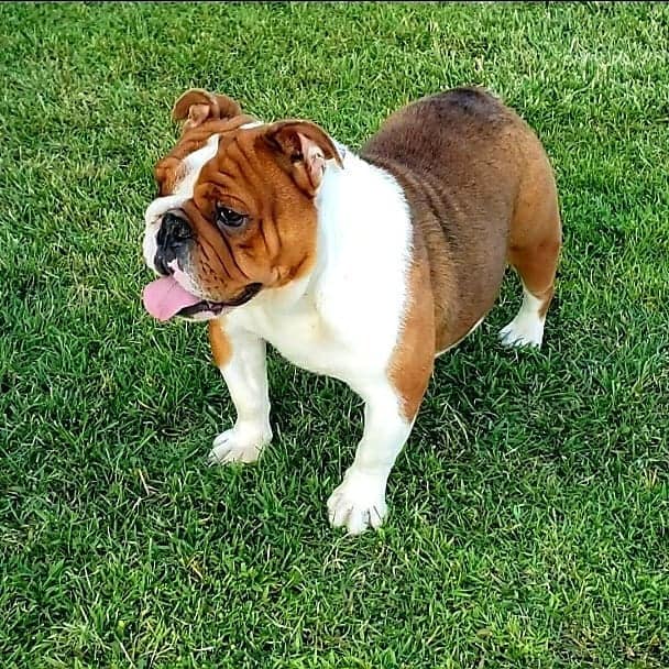 red english bulldog