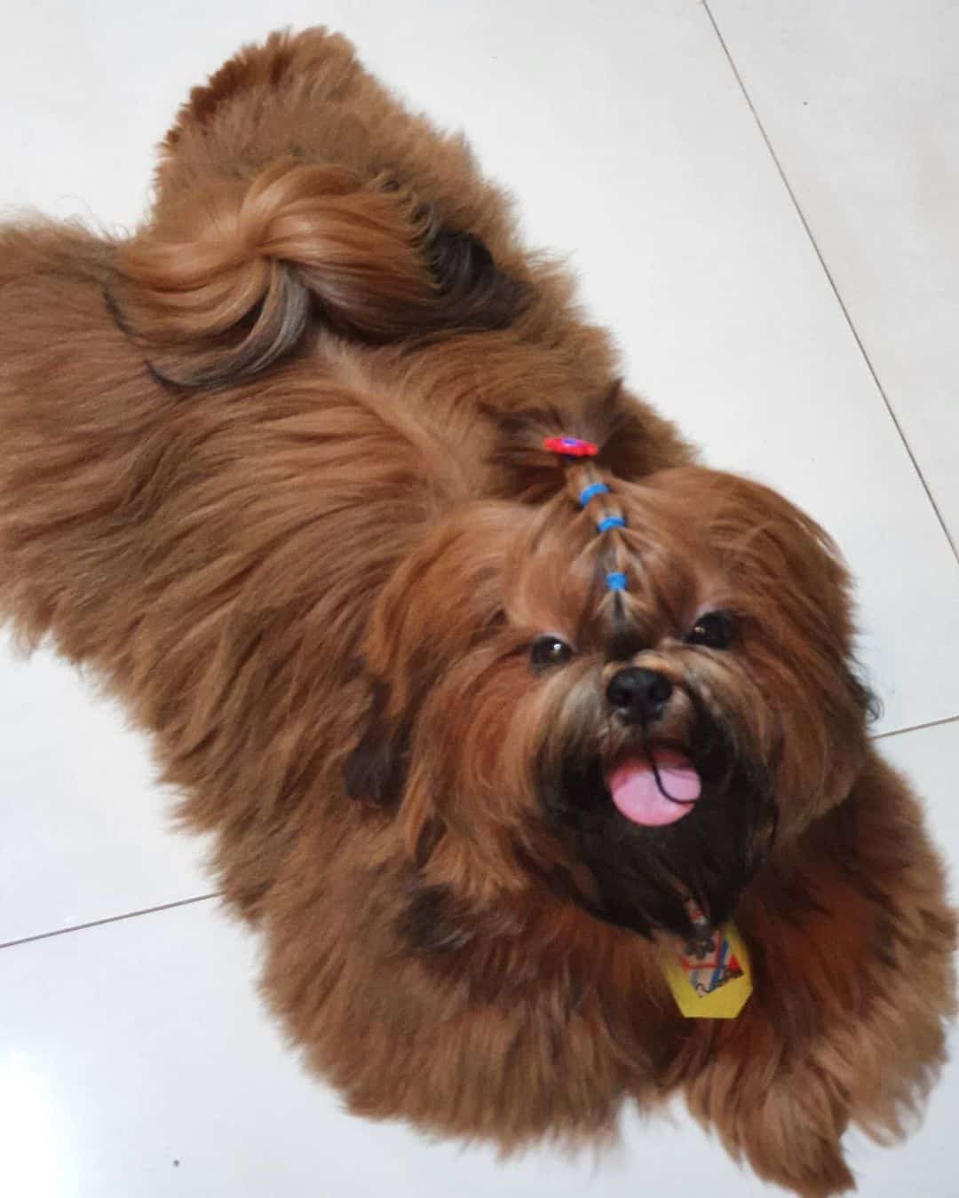 red shih tzu