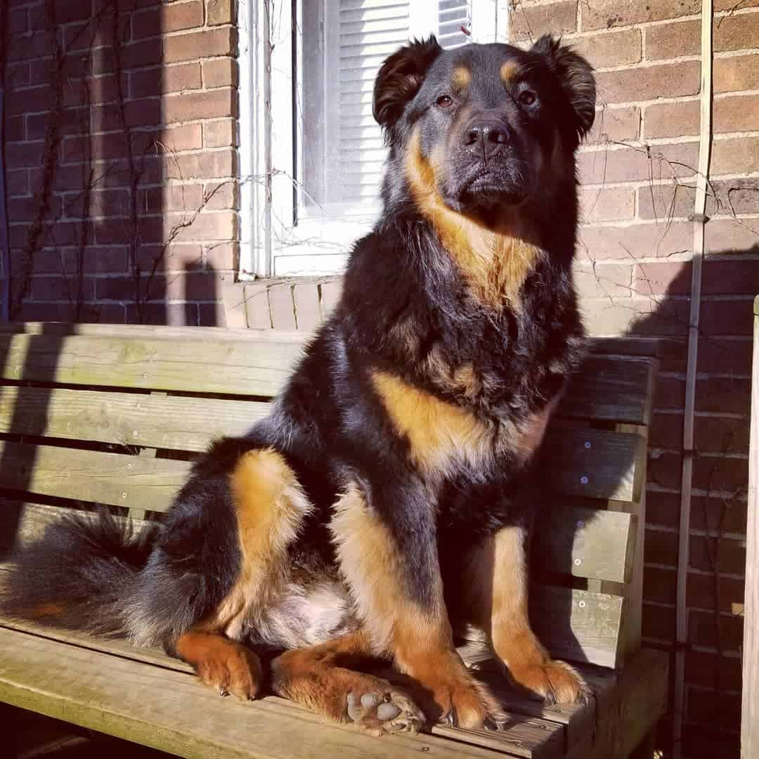 rottie chow mix