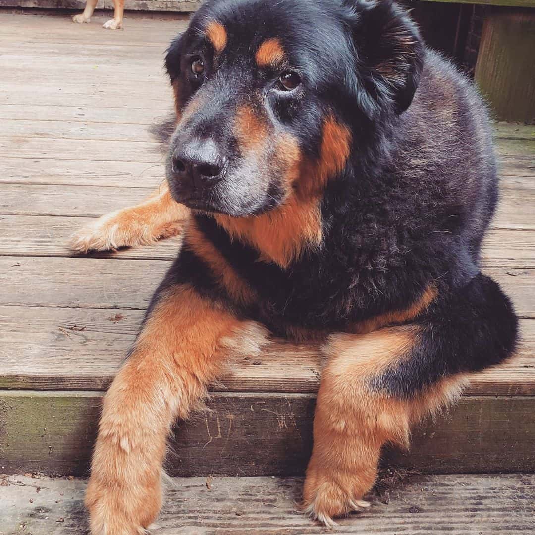 rottweiler chow chow mix