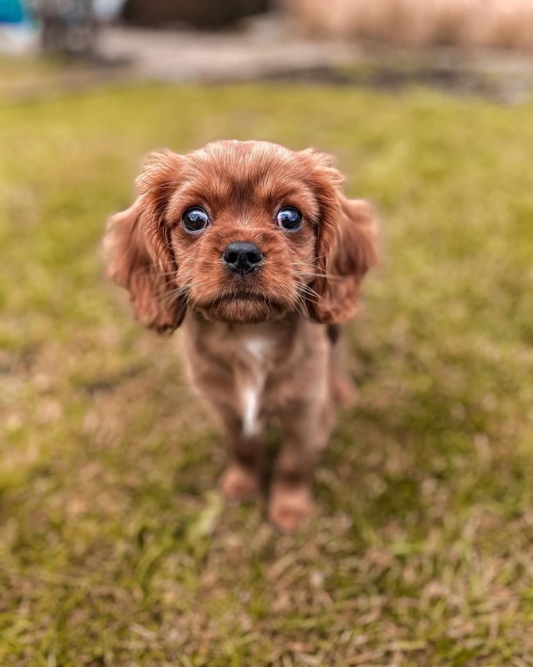 Teacup Cavalier King Charles Spaniel The Ultimate Guide