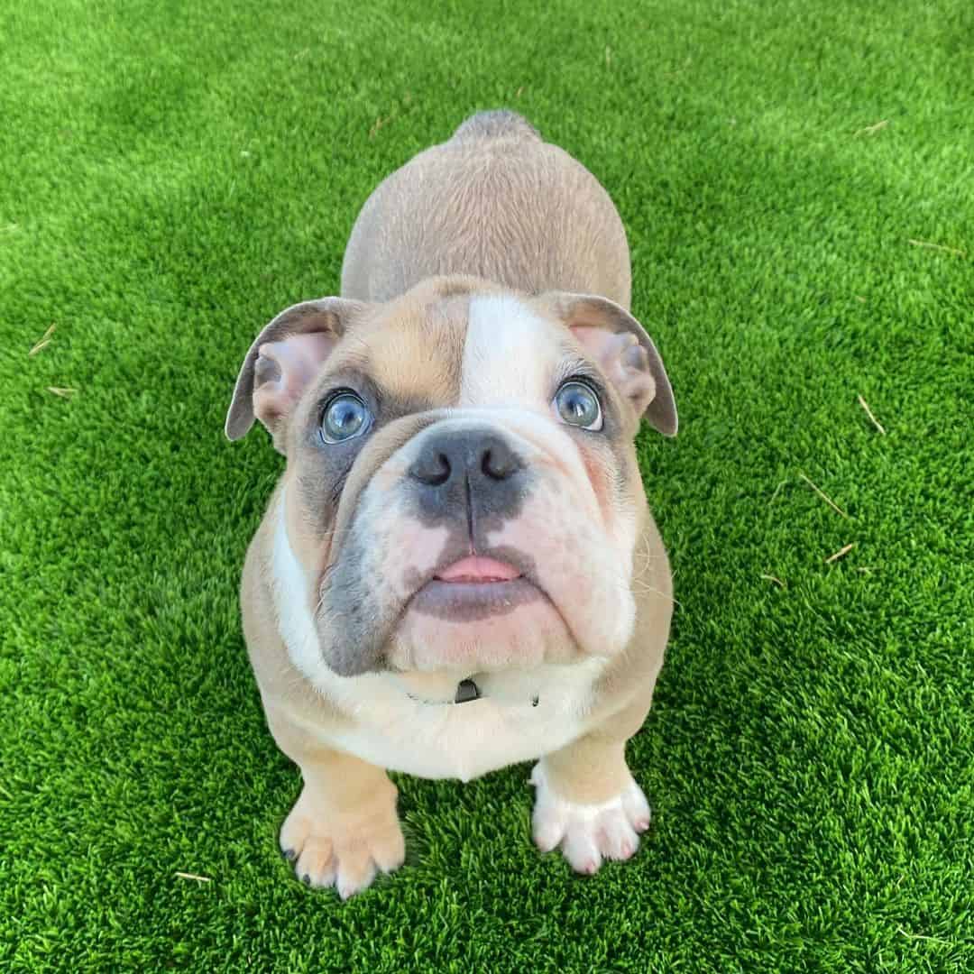 sable english bulldog