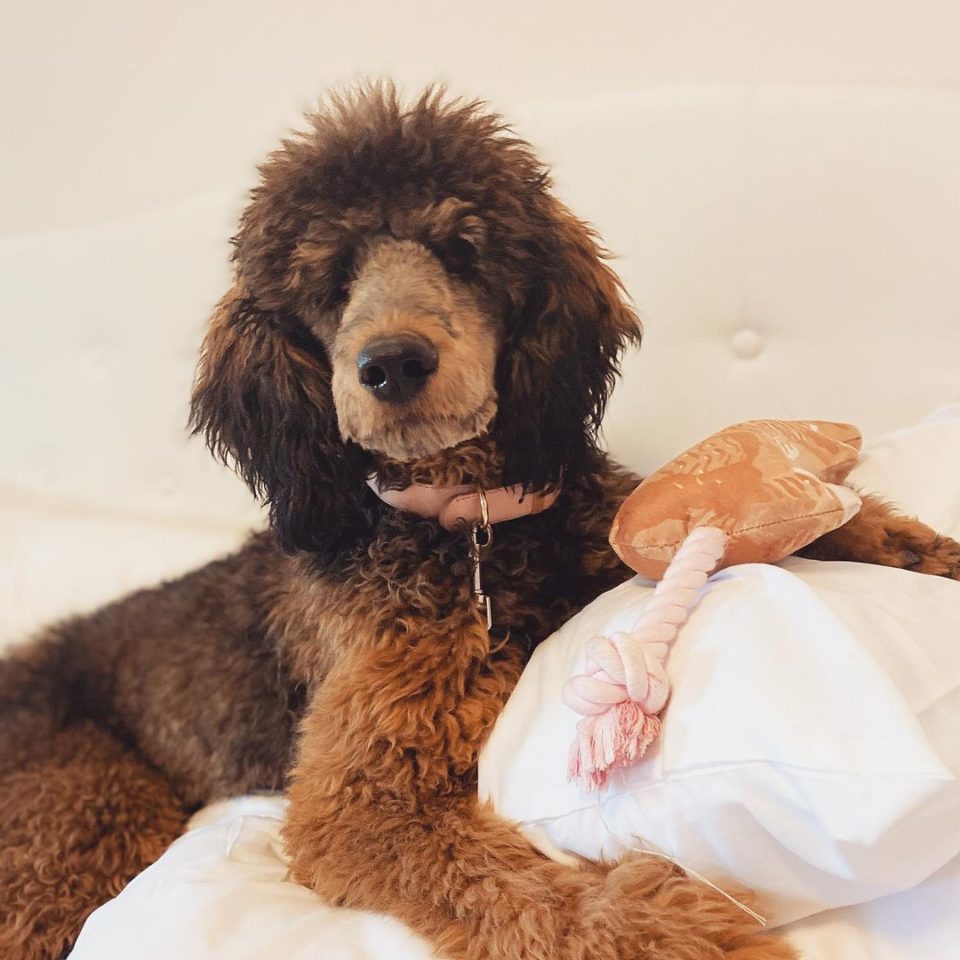 Poodle Colors 35 Poodle Coat Colors And Explained