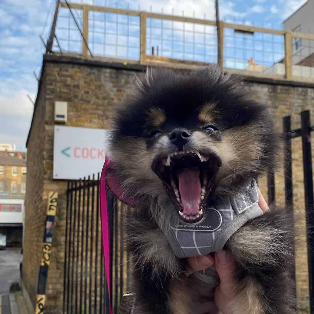 sable teacup pomeranian