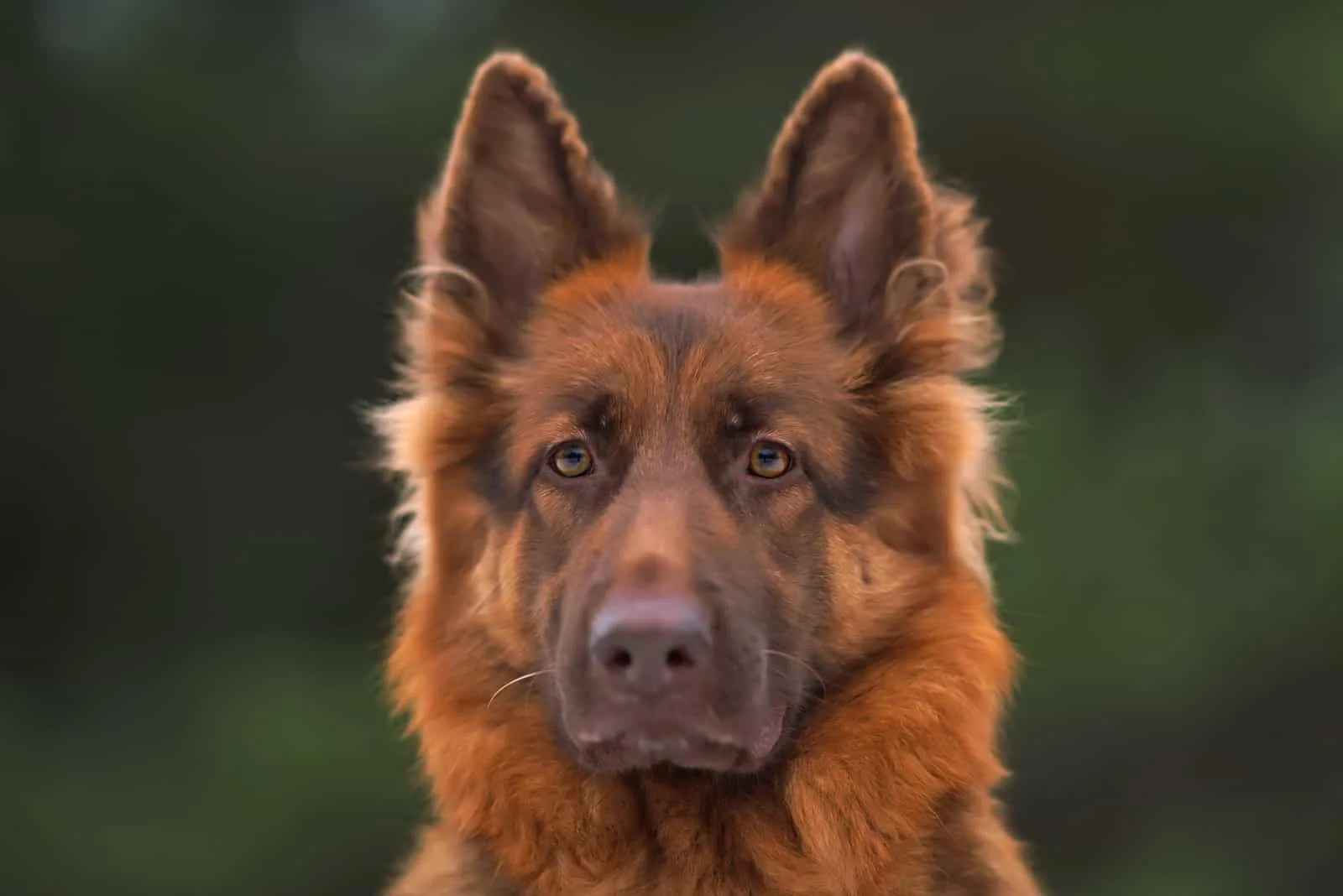 serious long-haired liver German Shepherd