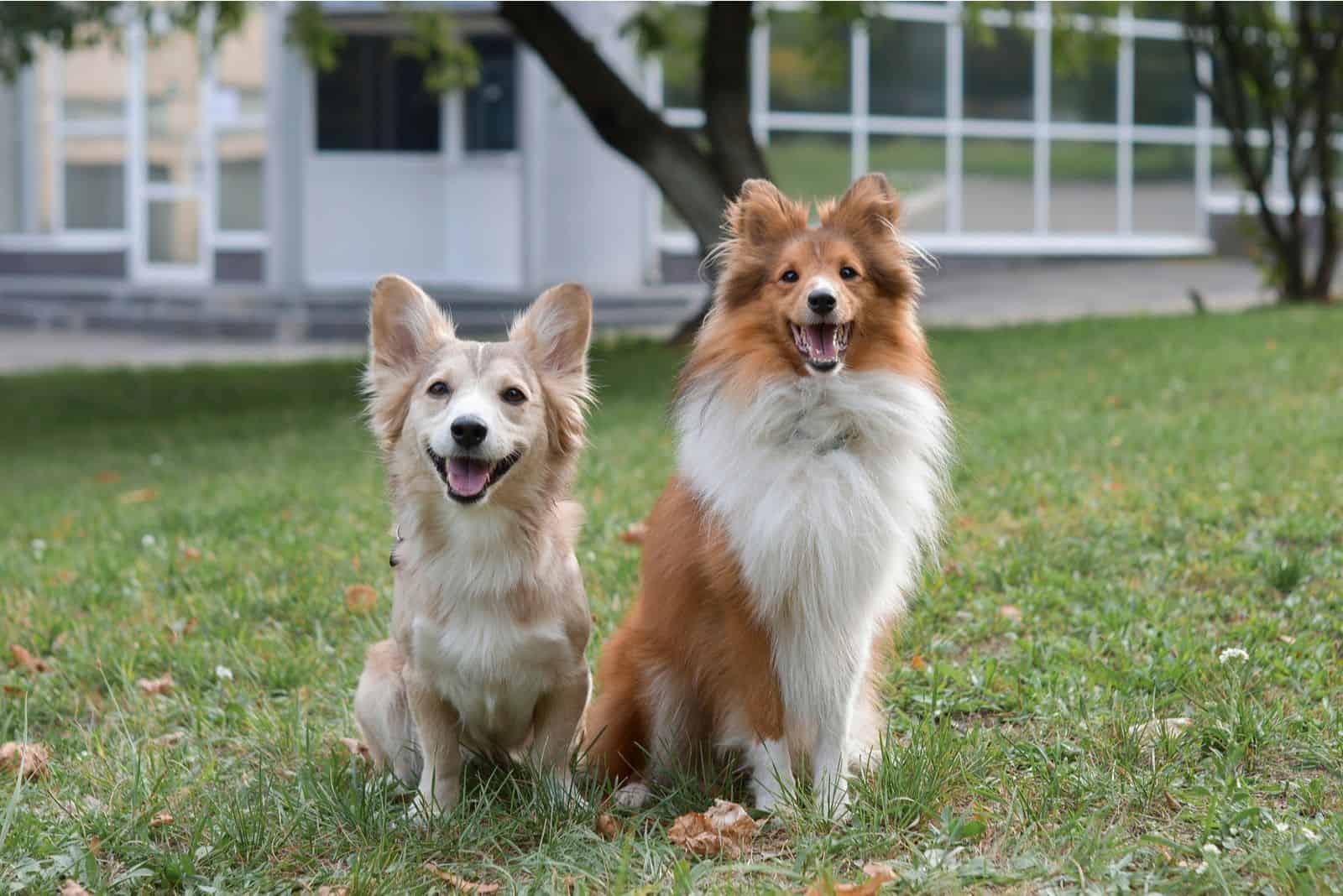 shetland sheepdog and mix breed dog standing outdoors