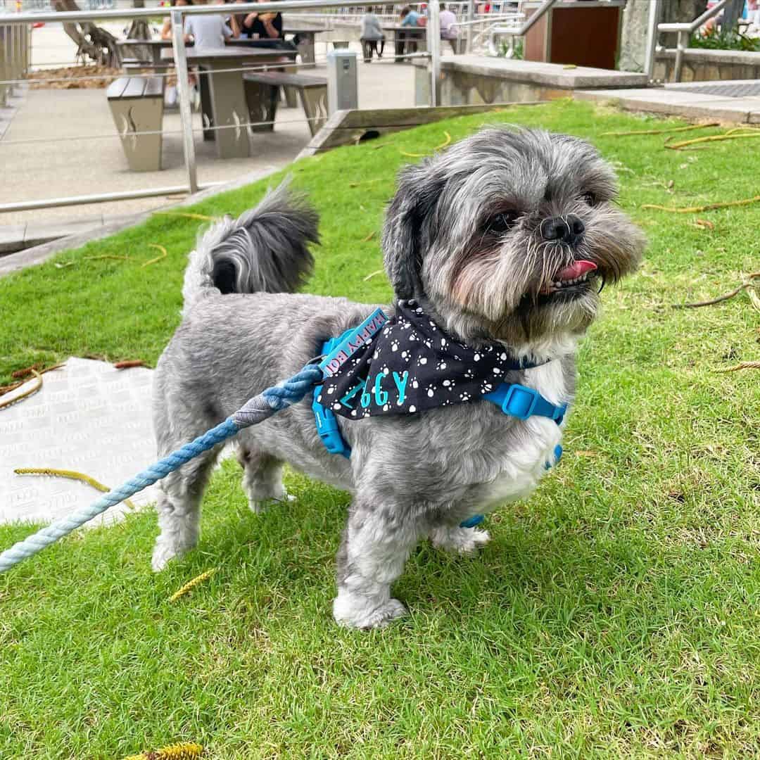 shih tzu brindle