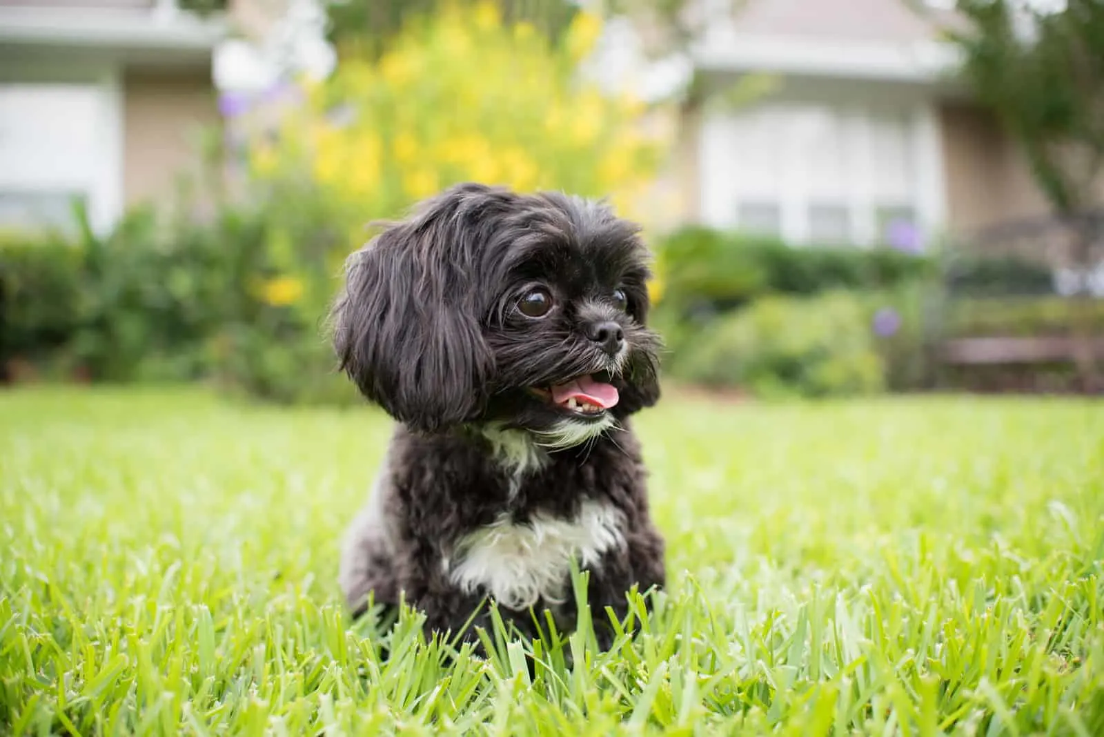 shih tzu puppy dog, white and black with short fur