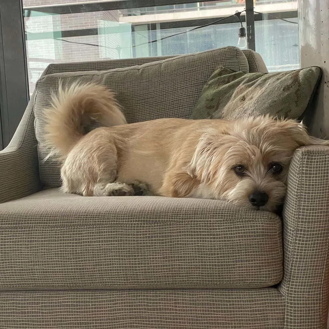 shorgi dog lying on armchair