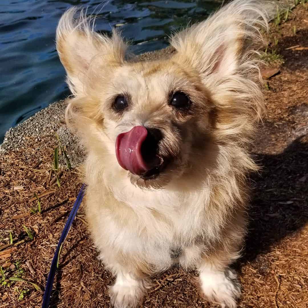 shorgi sitting by the lake outdoors