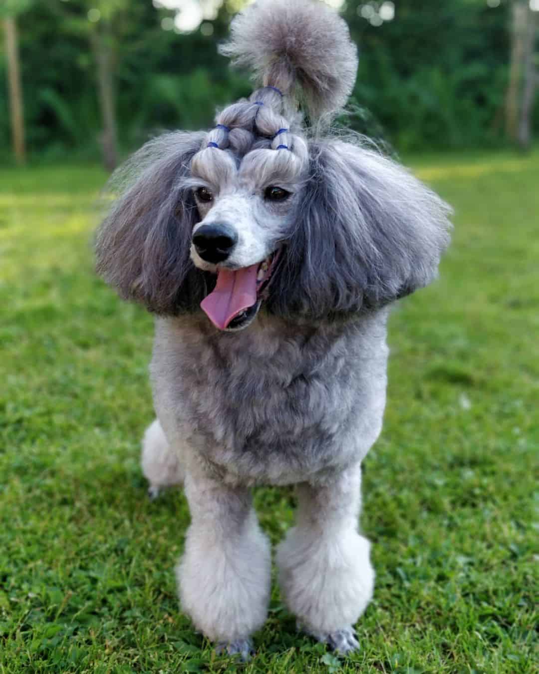 silver poodle